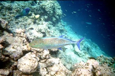 Meedhupparu 2004 Unterwasser-Fotos,_832_17 B_478